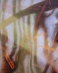Reeds and Reflections 6