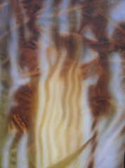 Reeds and Reflections 7