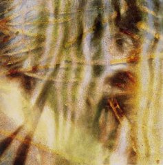 Reeds and Reflections
